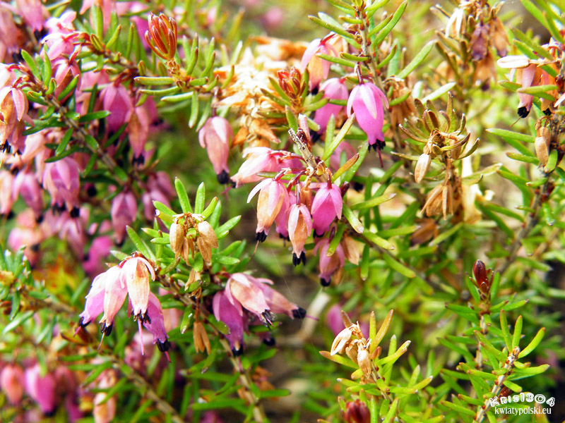 wrzosiec